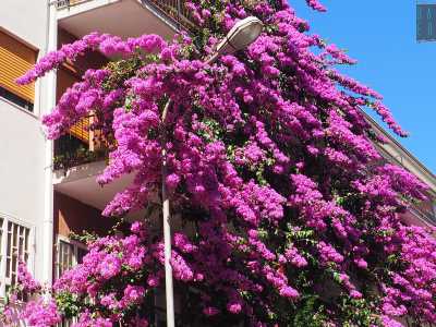 Bari, quella bouganville viola alta 4 piani